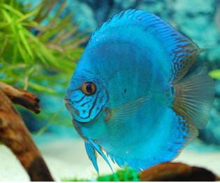 BLUE COBALT Discus